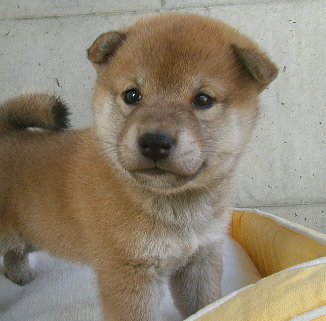 Shibainu